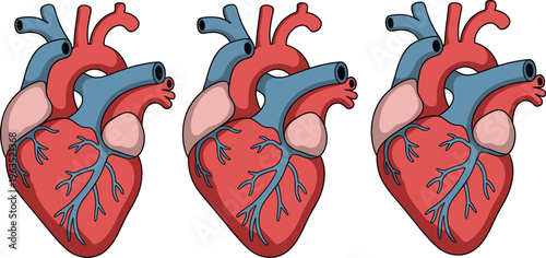 Human heart anatomy vector illustration set, detailed medical organ with arteries and veins, realistic cardiovascular system diagram for healthcare education and science design