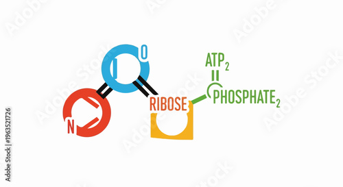 Stylized diagram of nucleotide components, including adenine, ribose, and phosphate groups