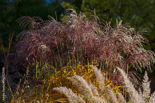 Miscanthus sinensis Malepartus in the autumn garden