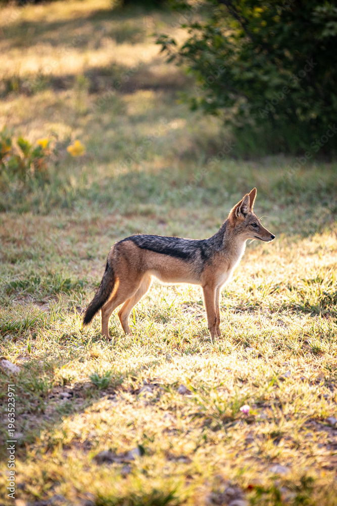 Obraz premium Young Jackal Standing In Sunlit Grassland, Alert Posture, Golden Backlight, Sparse Bush Shadows, Dry Savanna