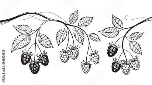 Raspberry Branches With Leaves And Berries On White Background For Food Illustration Concepts