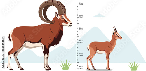 Adult and Young Mountain Goat Vector Illustration with Measuring Scale Showing Size Comparison Cartoon Style Isolated on White Background for Educational and Wildlife Design