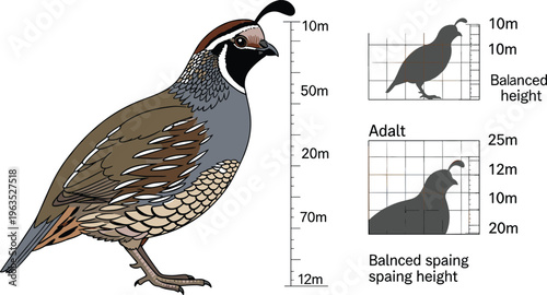 Adult Quail Vector Illustration with Measuring Scale Showing Balanced Height and Spacing for Size Comparison Educational Wildlife Design Isolated on White Background
