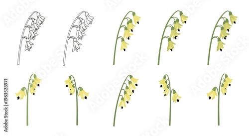 Dutchman’s Breeches Vector Illustration | Woodland Wildflower Botanical Artwork | Unique Spring Flower Design