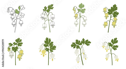 Dutchman’s Breeches Vector Illustration | Woodland Wildflower Botanical Artwork | Unique Spring Flower Design