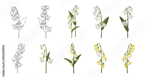 Dutchman’s Breeches Vector Illustration | Woodland Wildflower Botanical Artwork | Unique Spring Flower Design