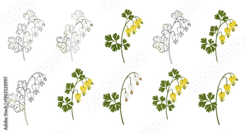 Dutchman’s Breeches Vector Illustration | Woodland Wildflower Botanical Artwork | Unique Spring Flower Design
