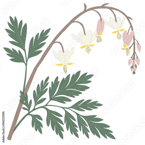 Dutchman’s Breeches Vector Illustration | Woodland Wildflower Botanical Artwork | Unique Spring Flower Design