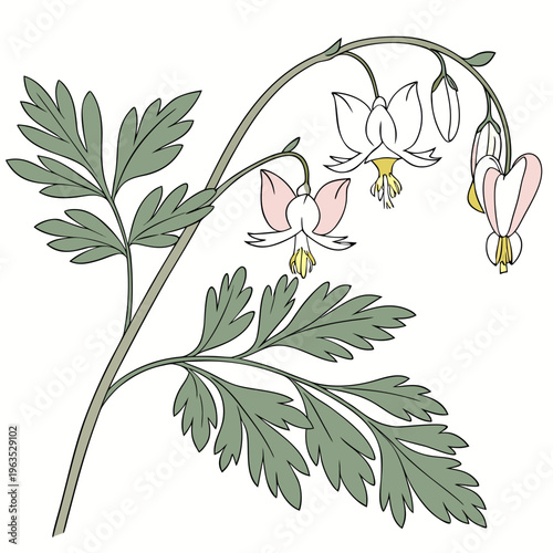 Dutchman’s Breeches Vector Illustration | Woodland Wildflower Botanical Artwork | Unique Spring Flower Design