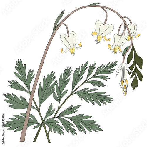 Dutchman’s Breeches Vector Illustration | Woodland Wildflower Botanical Artwork | Unique Spring Flower Design