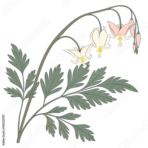 Dutchman’s Breeches Vector Illustration | Woodland Wildflower Botanical Artwork | Unique Spring Flower Design