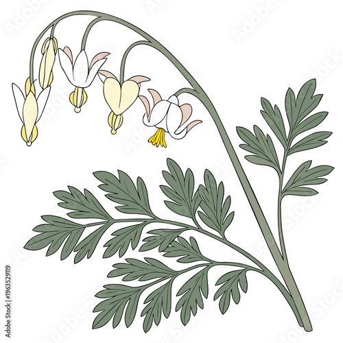 Dutchman’s Breeches Vector Illustration | Woodland Wildflower Botanical Artwork | Unique Spring Flower Design