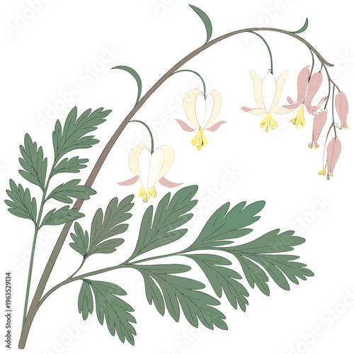 Dutchman’s Breeches Vector Illustration | Woodland Wildflower Botanical Artwork | Unique Spring Flower Design