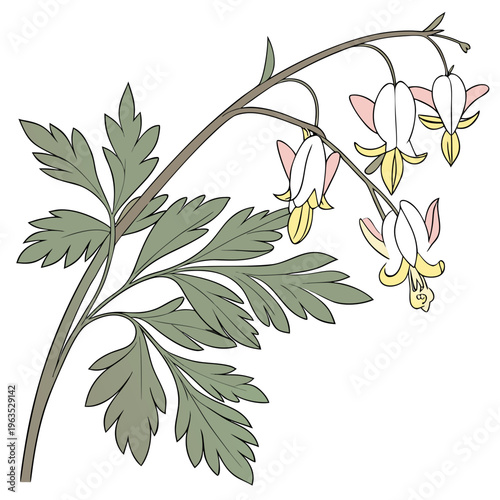 Dutchman’s Breeches Vector Illustration | Woodland Wildflower Botanical Artwork | Unique Spring Flower Design