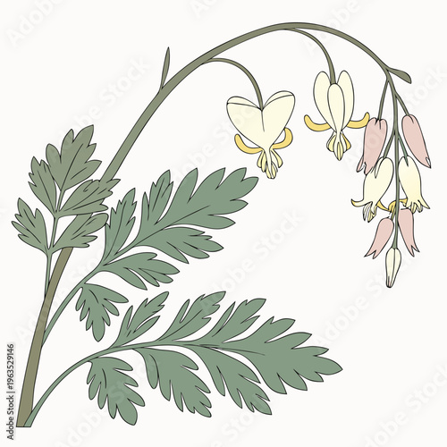 Dutchman’s Breeches Vector Illustration | Woodland Wildflower Botanical Artwork | Unique Spring Flower Design