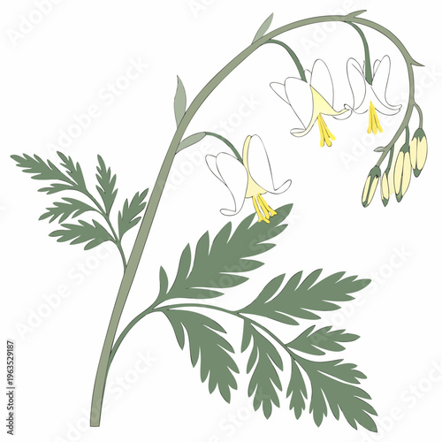 Dutchman’s Breeches Vector Illustration | Woodland Wildflower Botanical Artwork | Unique Spring Flower Design