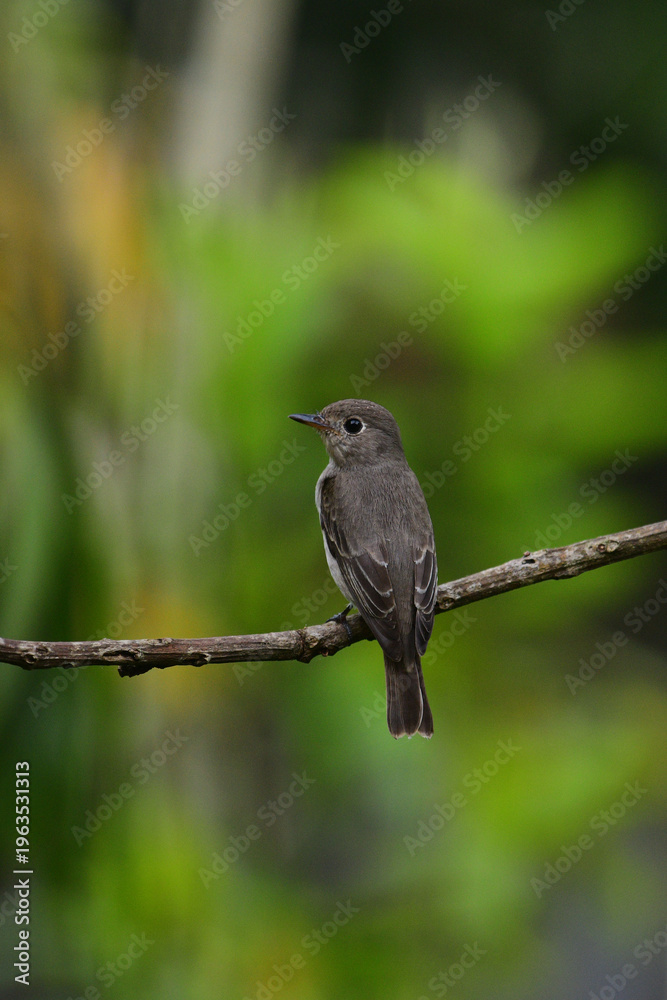Fototapeta premium Asian brown flycatcher (Muscicapa dauurica), characterized by soft grey-brown upperparts and a pale underside.