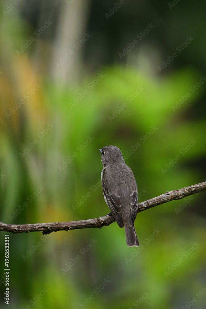Obraz premium Asian brown flycatcher (Muscicapa dauurica), characterized by soft grey-brown upperparts and a pale underside.