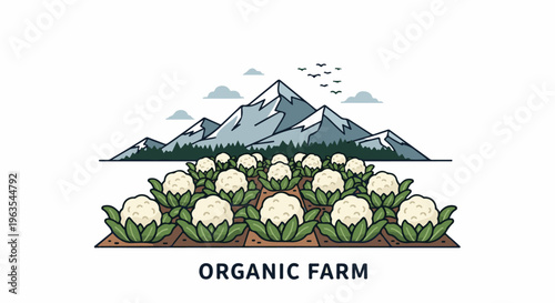 Mountainous backdrop for a bountiful field of white cauliflowers