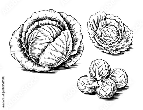 Hand Drawn Black and White Cabbage and Brussels Sprouts White Background vegetable