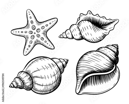 Hand drawn black and white of diverse seashells and starfish white background marine