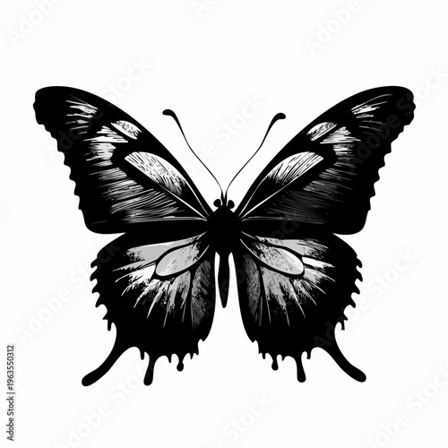 Black Butterfly with Open Wings Spread.