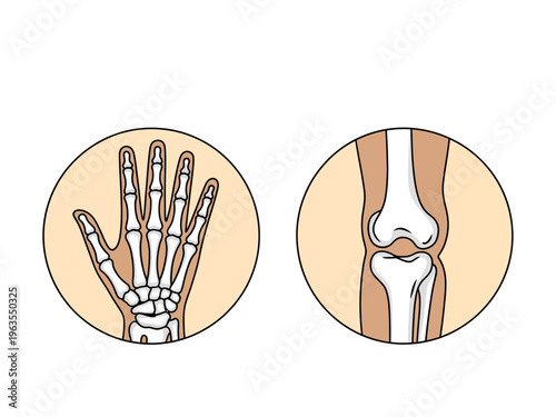 Medical of human hand bones and knee joint in circular frames skeleton anatomy