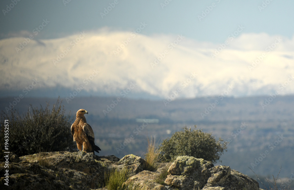 Fototapeta premium aguila imperial con la sierra de avila al fondo