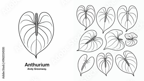 A detailed black and white illustration showcases various anthurium leaves with distinct shapes and prominent central veins labeled with artist credit high quality professional modern elegant