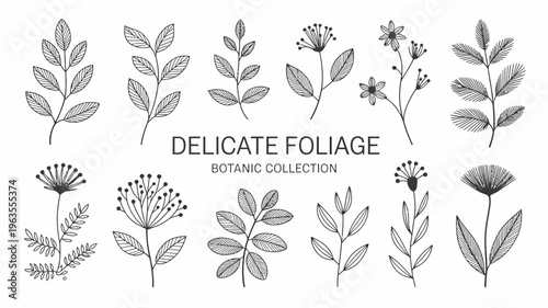 A collection of delicate hand drawn botanical illustrations depicting various leaves branches and small flowers in black and white high quality professional detailed modern elegant stylish