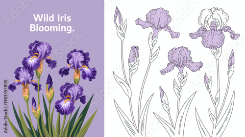 A botanical illustration showcases vibrant purple irises alongside delicate line drawings of the same flower highlighting form and detail high quality professional detailed modern elegant stylish