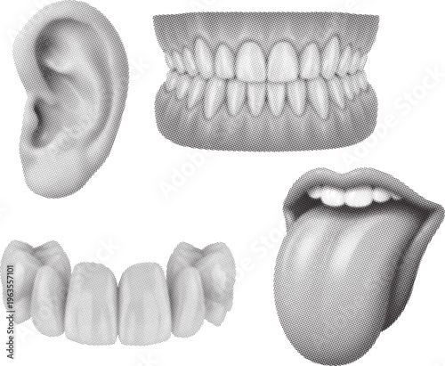 Teeth Dentures Tongue and Ear Halftone Set, Dental and Hearing Anatomy Black and White