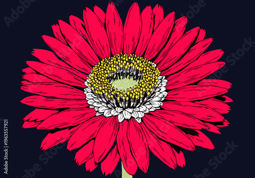 Red gerbera blossom bloom close-up, round flower head with long scarlet petals icon

