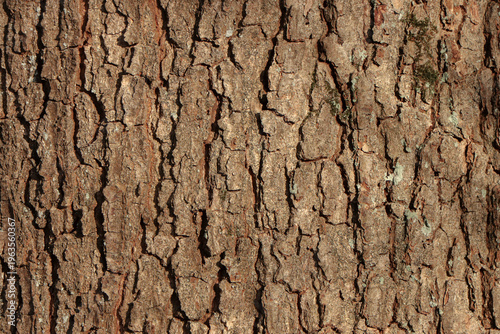 Close-up of tree bark showing the texture and patterns of a tree in forest in daylight