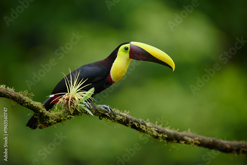 Black-mandibled toucan perched on mossy branch in Costa Rica