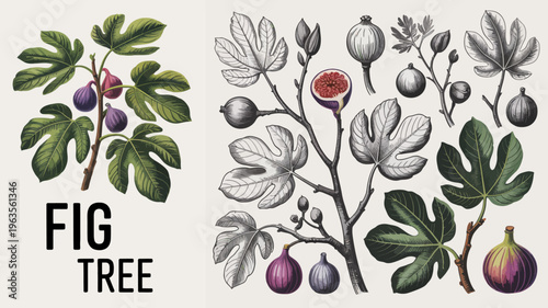 A vintage botanical illustration depicts various stages of fig tree growth showcasing leaves blossoms and ripe colorful figs high quality professional detailed modern elegant stylish clean