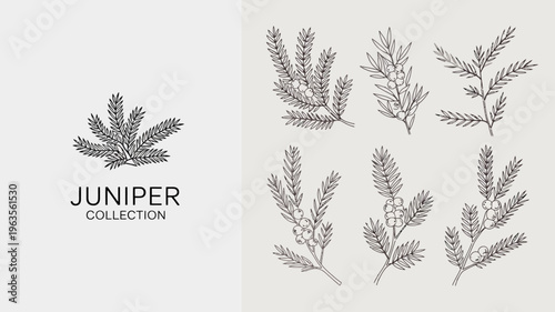 A botanical illustration showcases several juniper branches adorned with needles and berries presented in a minimalist monochrome style high quality professional detailed modern elegant stylish clean
