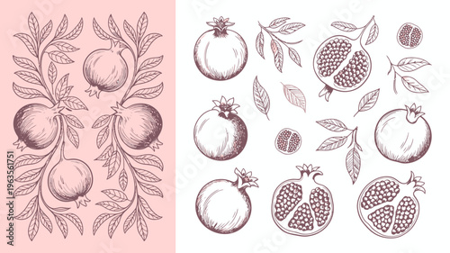 A vintage style illustration showcases various pomegranates both whole and cut open alongside delicate leaves and floral arrangements high quality professional detailed modern elegant stylish clean