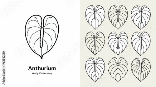 An elegant botanical illustration showcases an anthurium plant featuring heart shaped leaves with prominent veins and a central spadix high quality professional detailed modern stylish clean