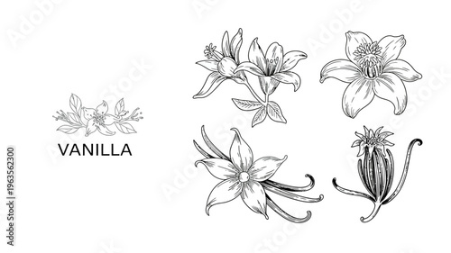 A vintage style botanical illustration depicts various stages of vanilla orchid blooms from buds to fully open flowers with leaves high quality professional detailed modern elegant