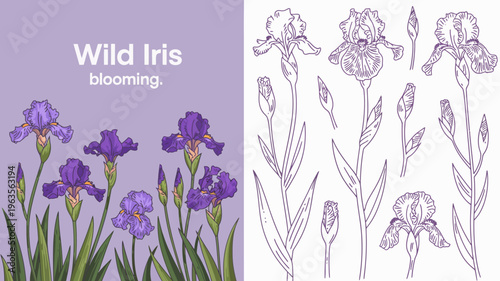 A vintage style illustration showcases vibrant purple wild iris flowers and detailed botanical sketches on a split background high quality professional modern elegant stylish clean crisp