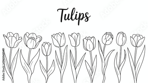 A delicate black and white illustration features a row of stylized tulips with varying bloom stages and slender stems high quality professional detailed modern elegant stylish