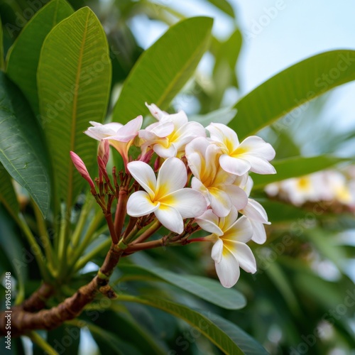 Vibrant plumeria blossoms amidst lush green leaves on a sunny day