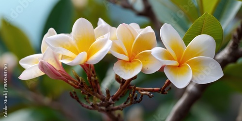 Close-up of blooming plumeria flowers with lush greenery