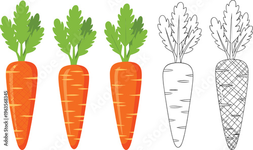 Carrot vegetable set with colorful and outline styles fresh organic root food vector illustration collection