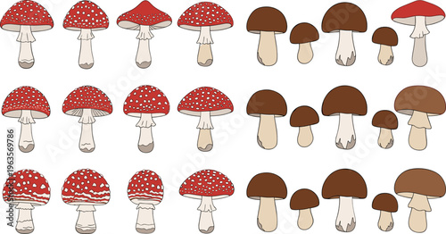 Mushroom collection with fly agaric and brown forest fungi set detailed botanical vector illustration design