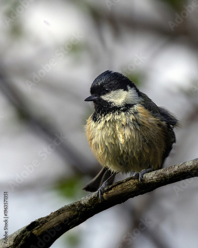 Photography Coal tit perched on branch in Turvey Nature Reserve, Dublin, Ireland