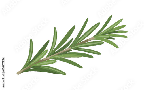 Rosemary sprig with green leaves, isolated on white background, natural culinary herb