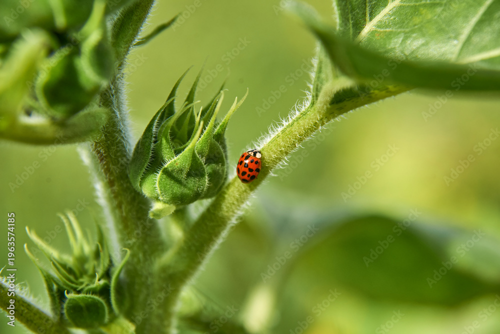 Fototapeta premium ladybug on green leaf