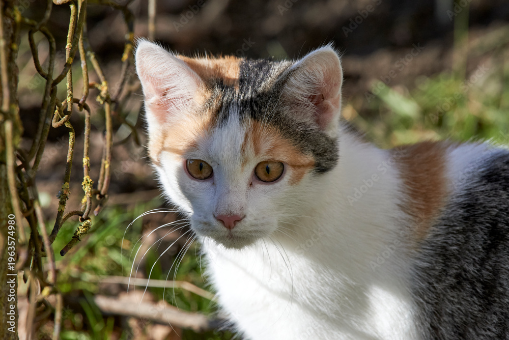 Fototapeta premium portrait of a cat
